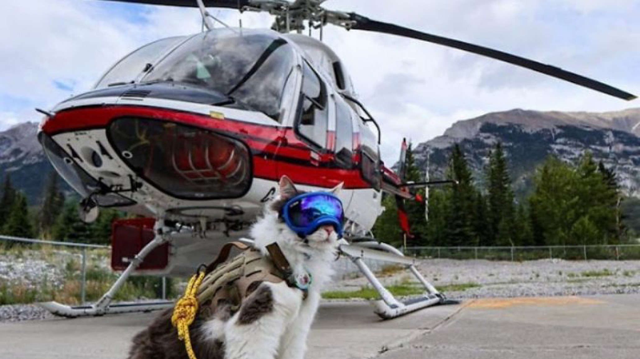 Gary el gatito influencer