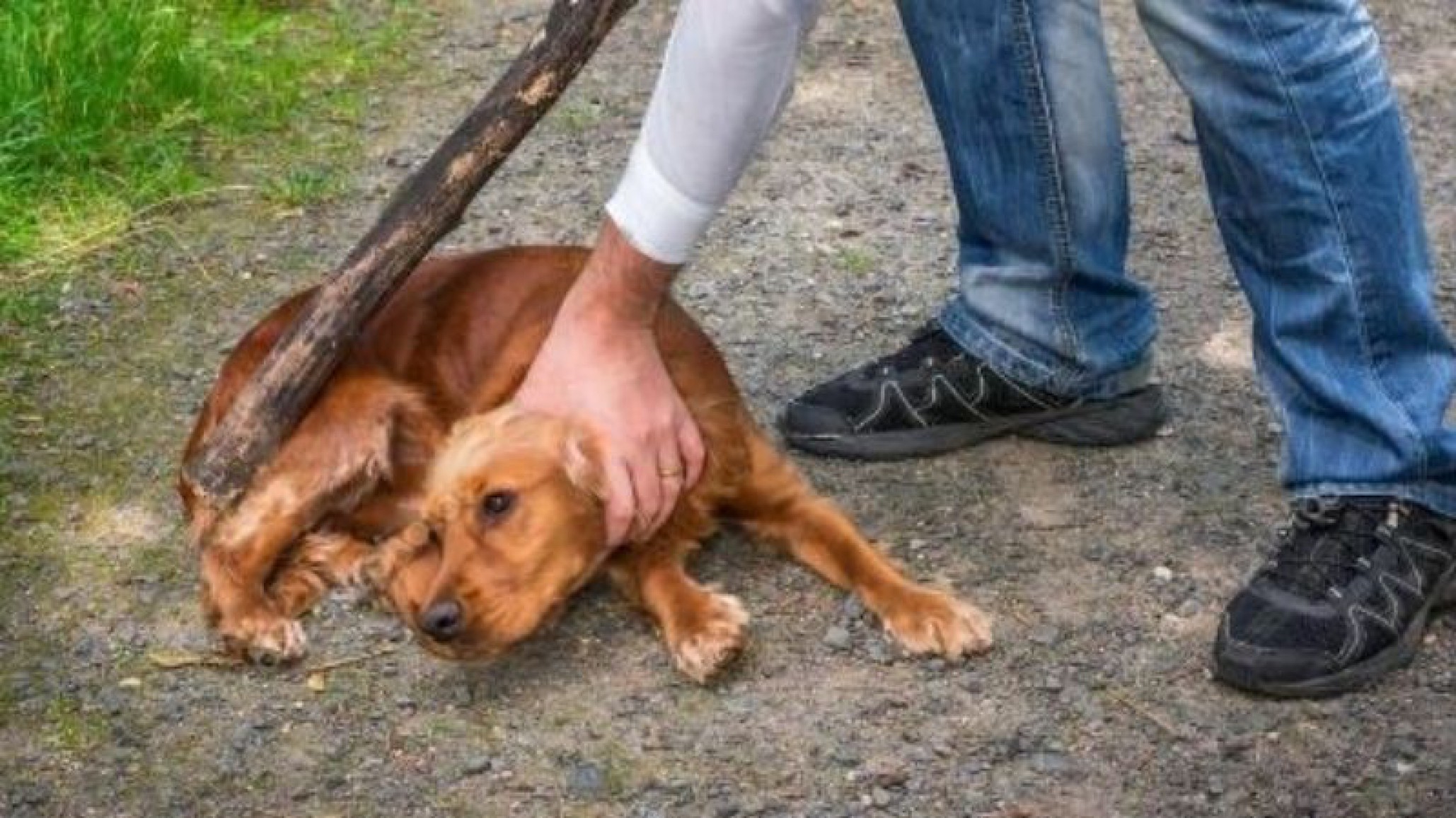 Justicia por mano propia: entre 3 atacaron a un hombre que agredió a un perro
