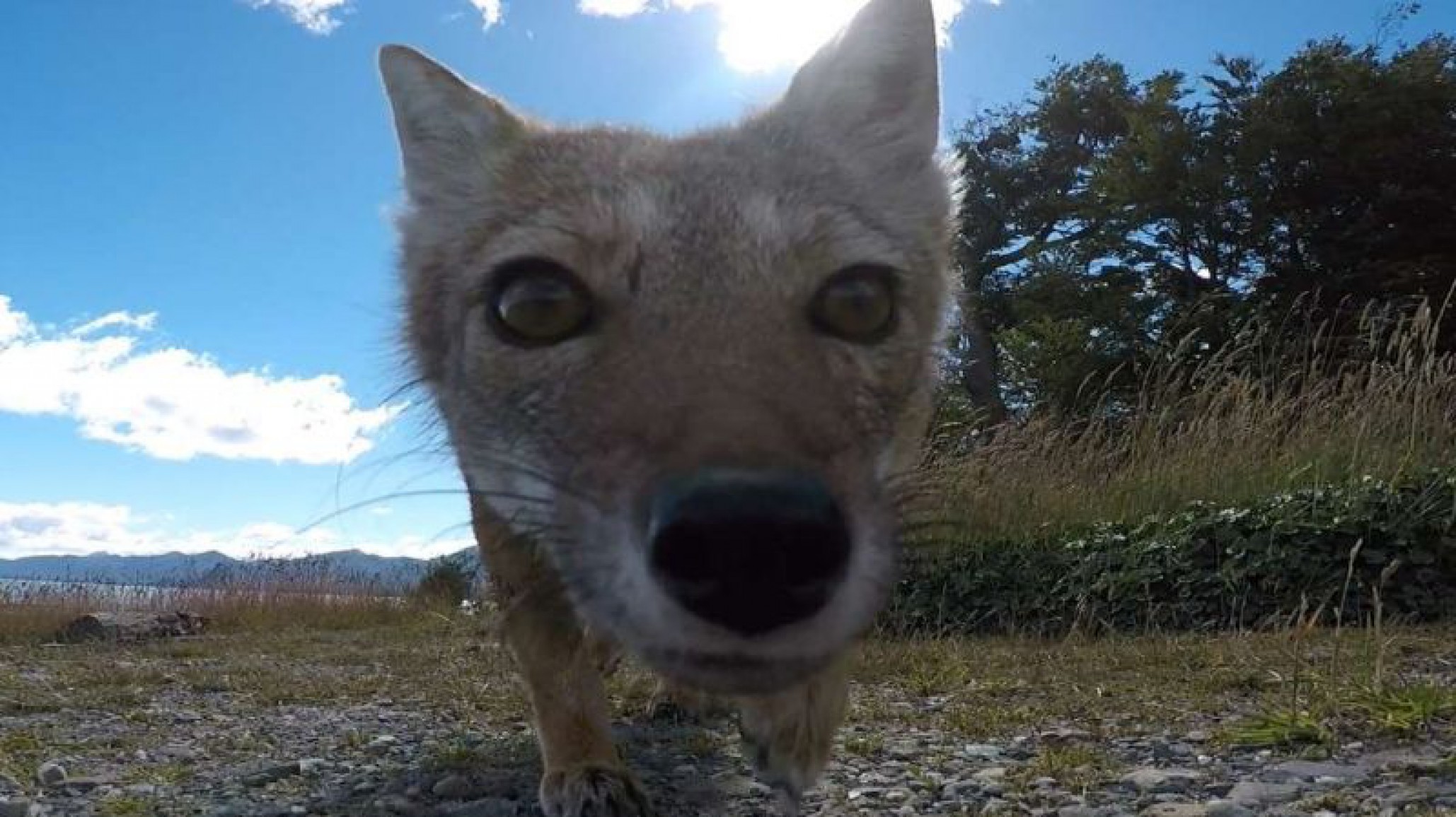 Video: Un zorro al que no le gustan los espías roba un celular