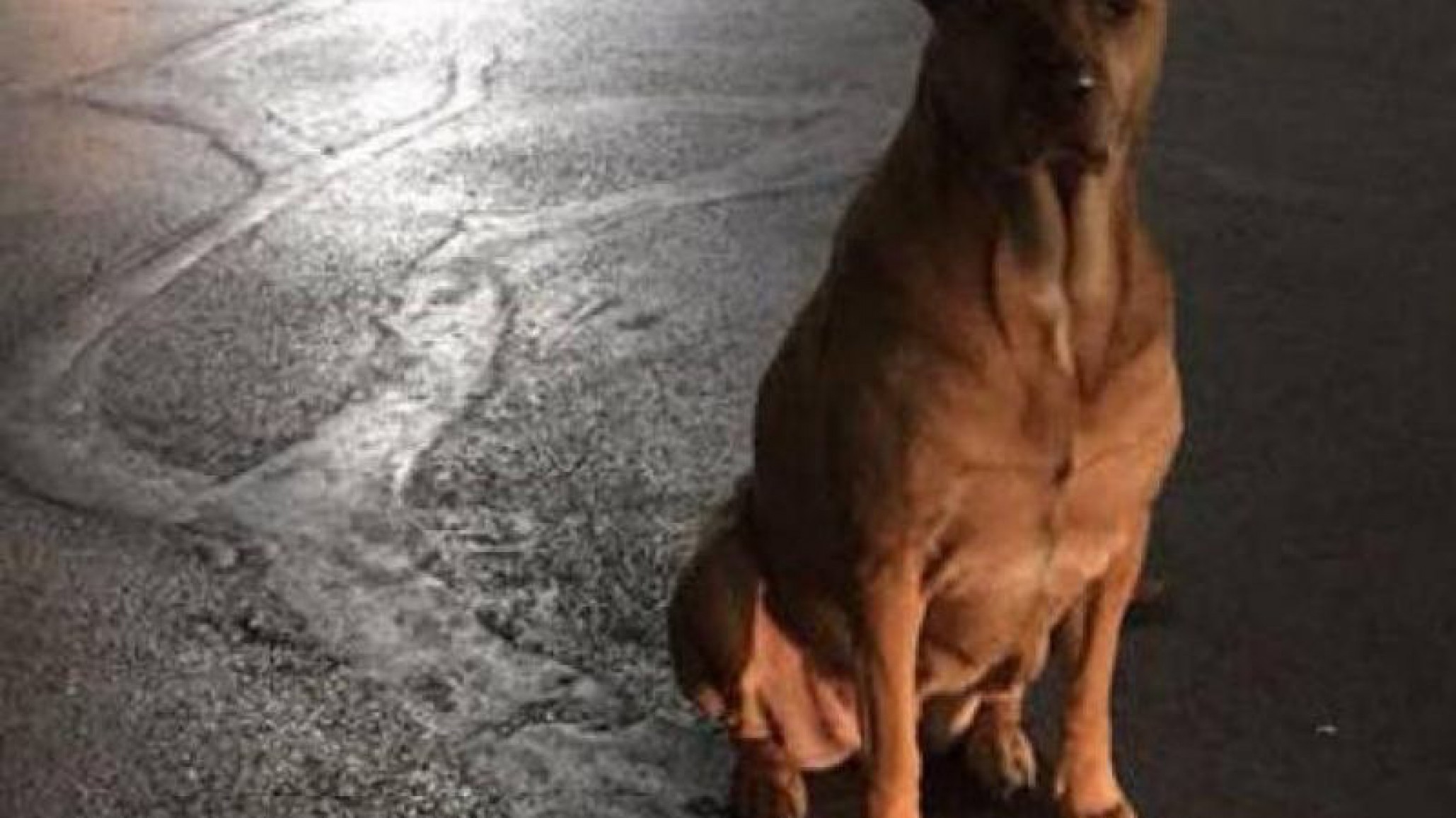 Un perro de corazón callejero: sus dueños lo tienen que arrastrar hasta su casa