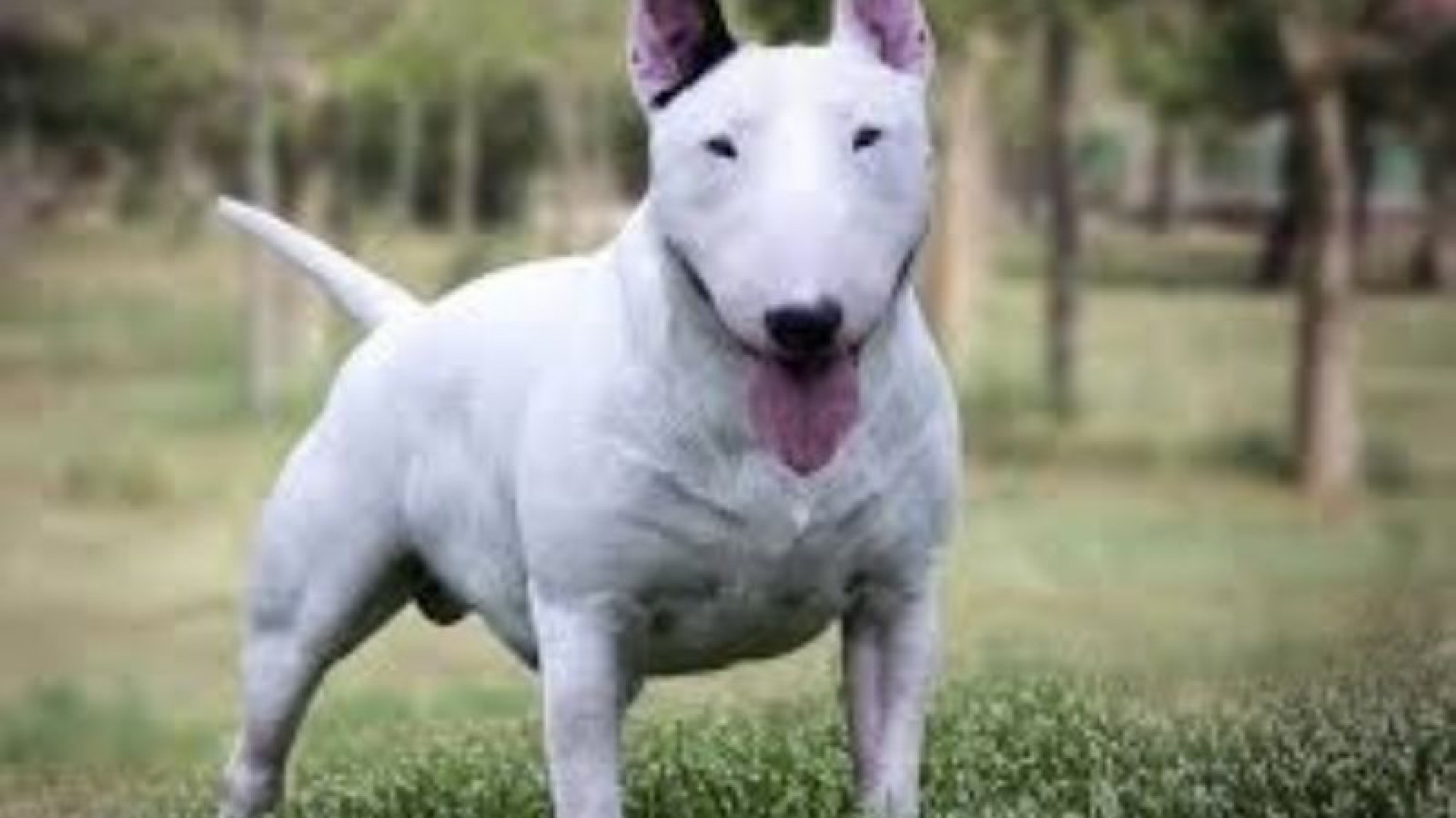 Imágenes sensibles: El video de un Bull Terrier atacando a los niños de una escuela
