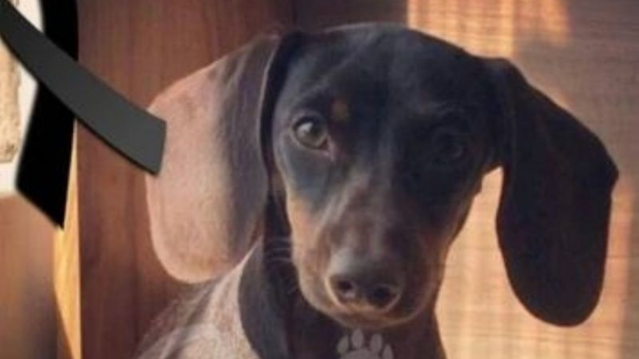 México: mató a una perrita tirándola de un 5to piso y quedó en libertad condicional