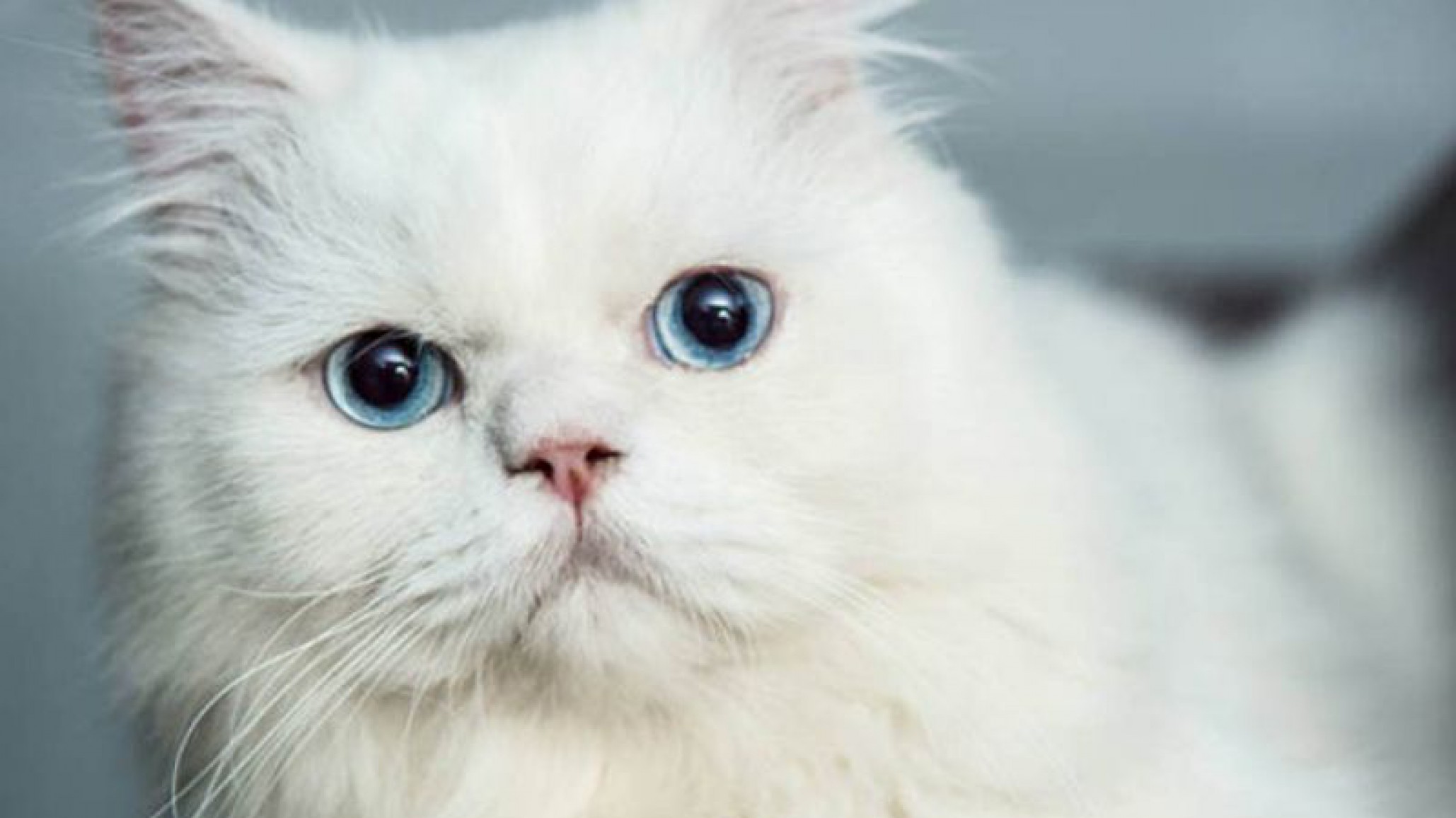 Video: Un gato con problemas para calcular