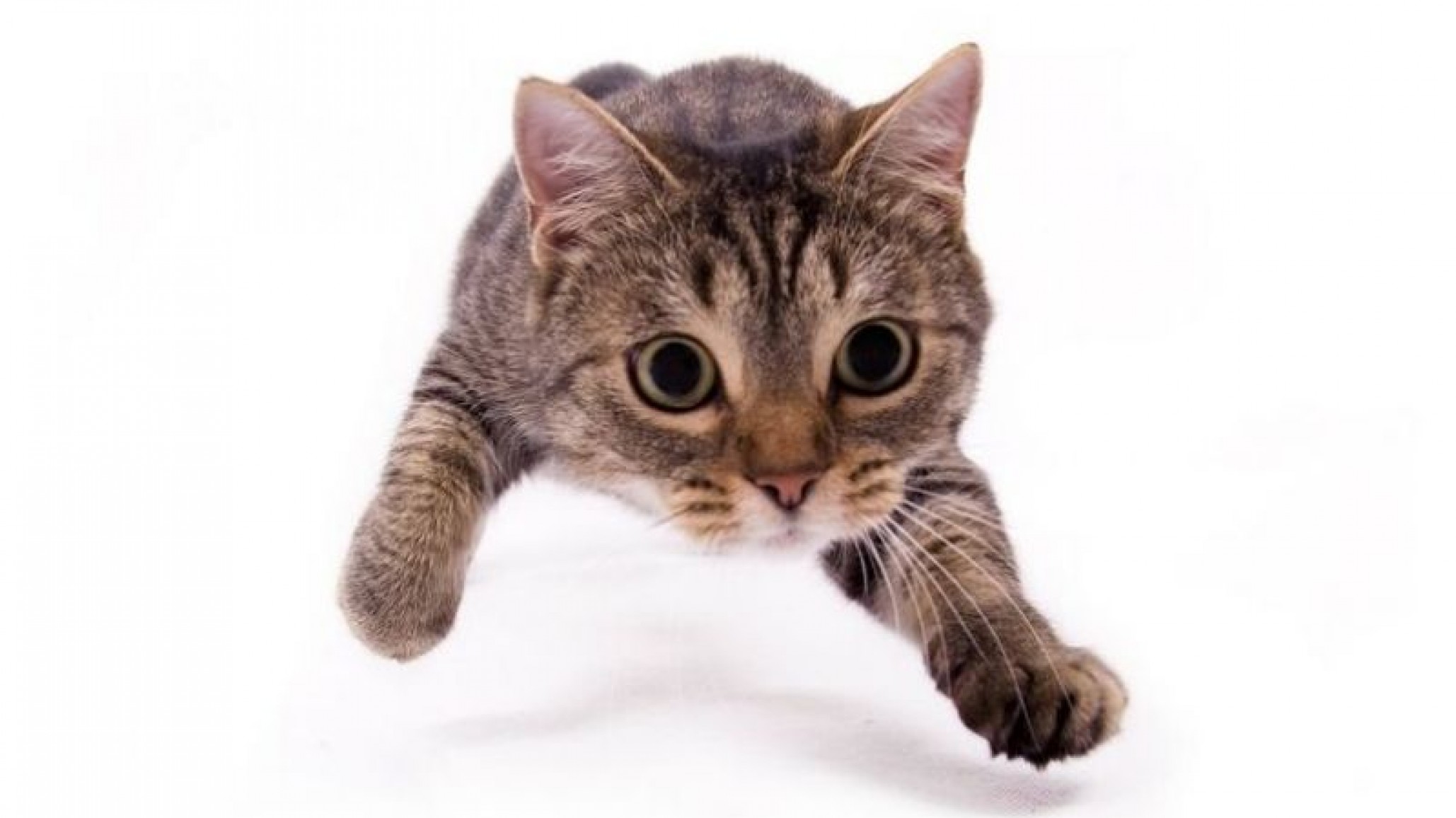 Cinco años de cárcel: Le lanzó un gato a la cara de un policía