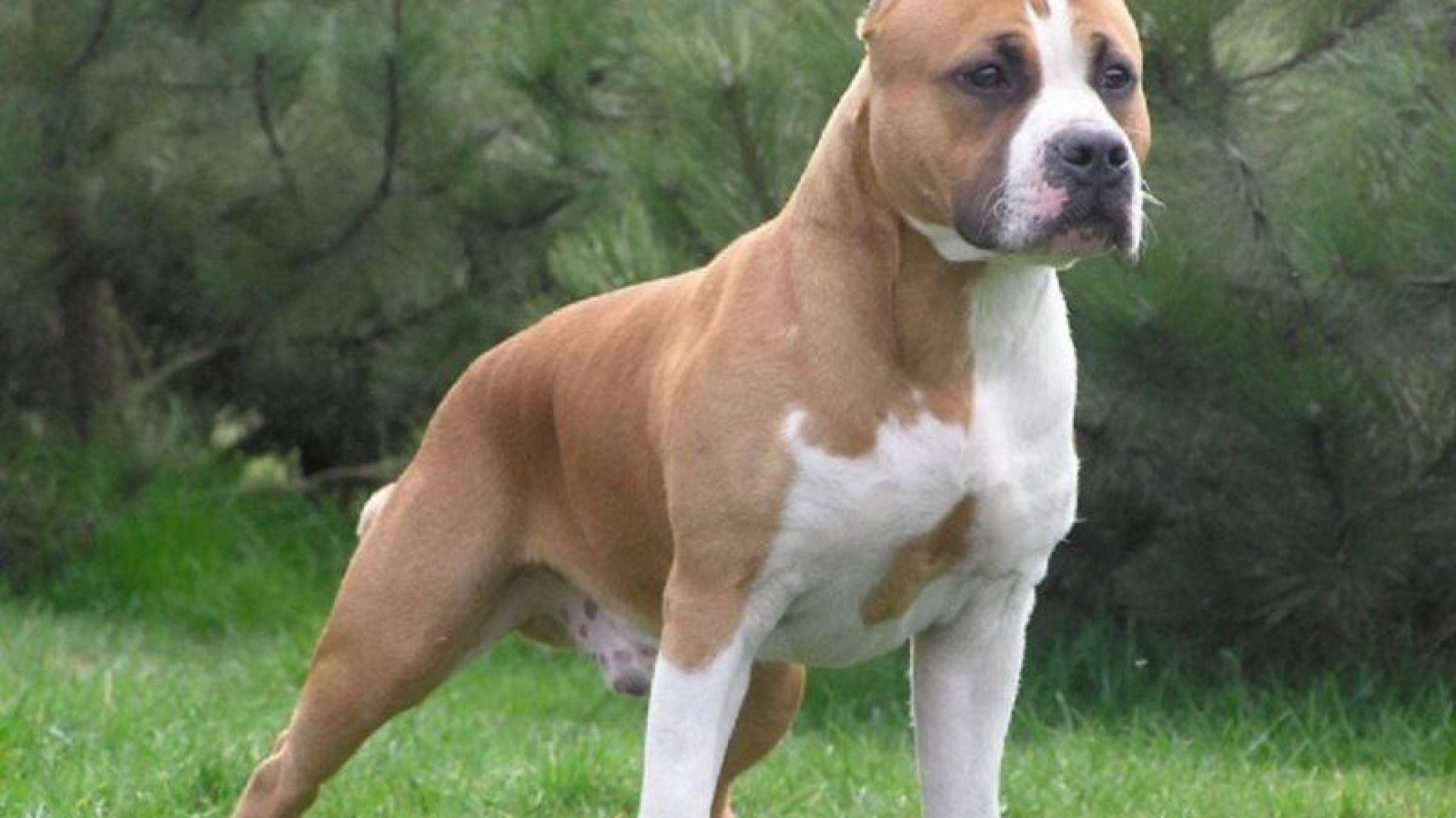 España: Salvaje ataque de un perro, hiere a tres personas y mata a otro can