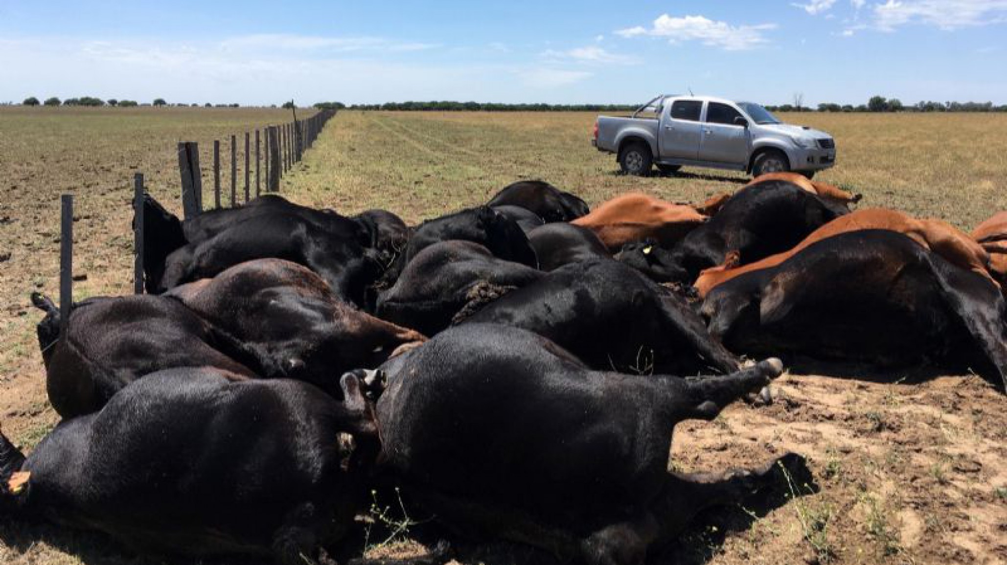 La Pampa: Tragedia ganadera un rayo mató 22 vacas “Son 40 años tirados a la basura