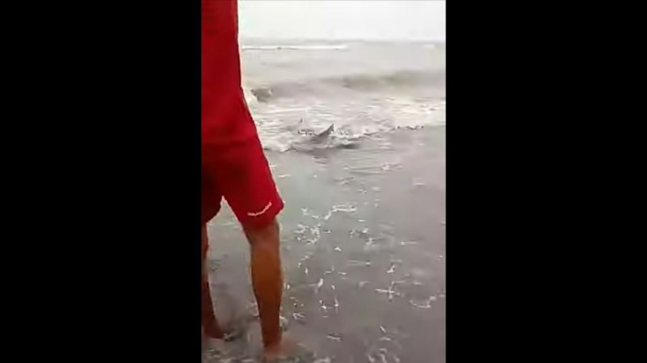 Video: Tiburones aterrorizan a turistas en las costas de Monte Hermoso