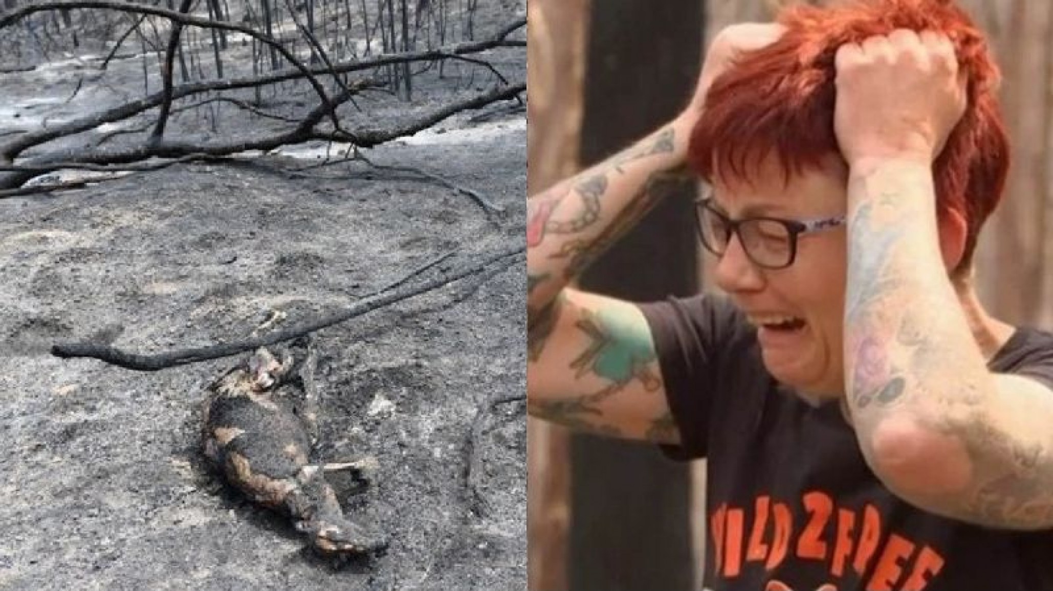 Una triste postal: una mujer australiana llora tras perder su refugio de canguros