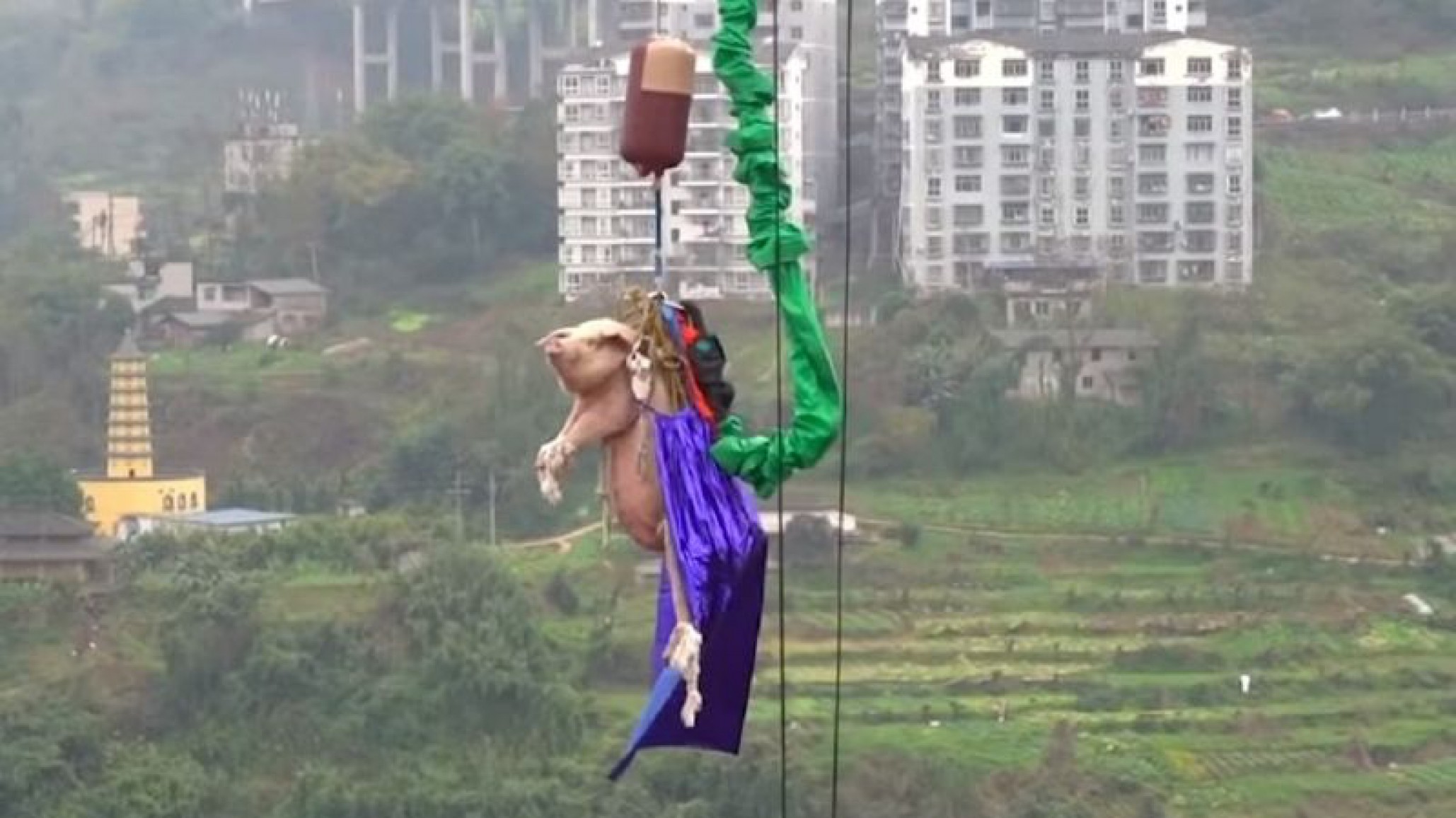 Aberrante maltrato animal en China: Arrojan a un cerdo vivo en Bungee Jumping