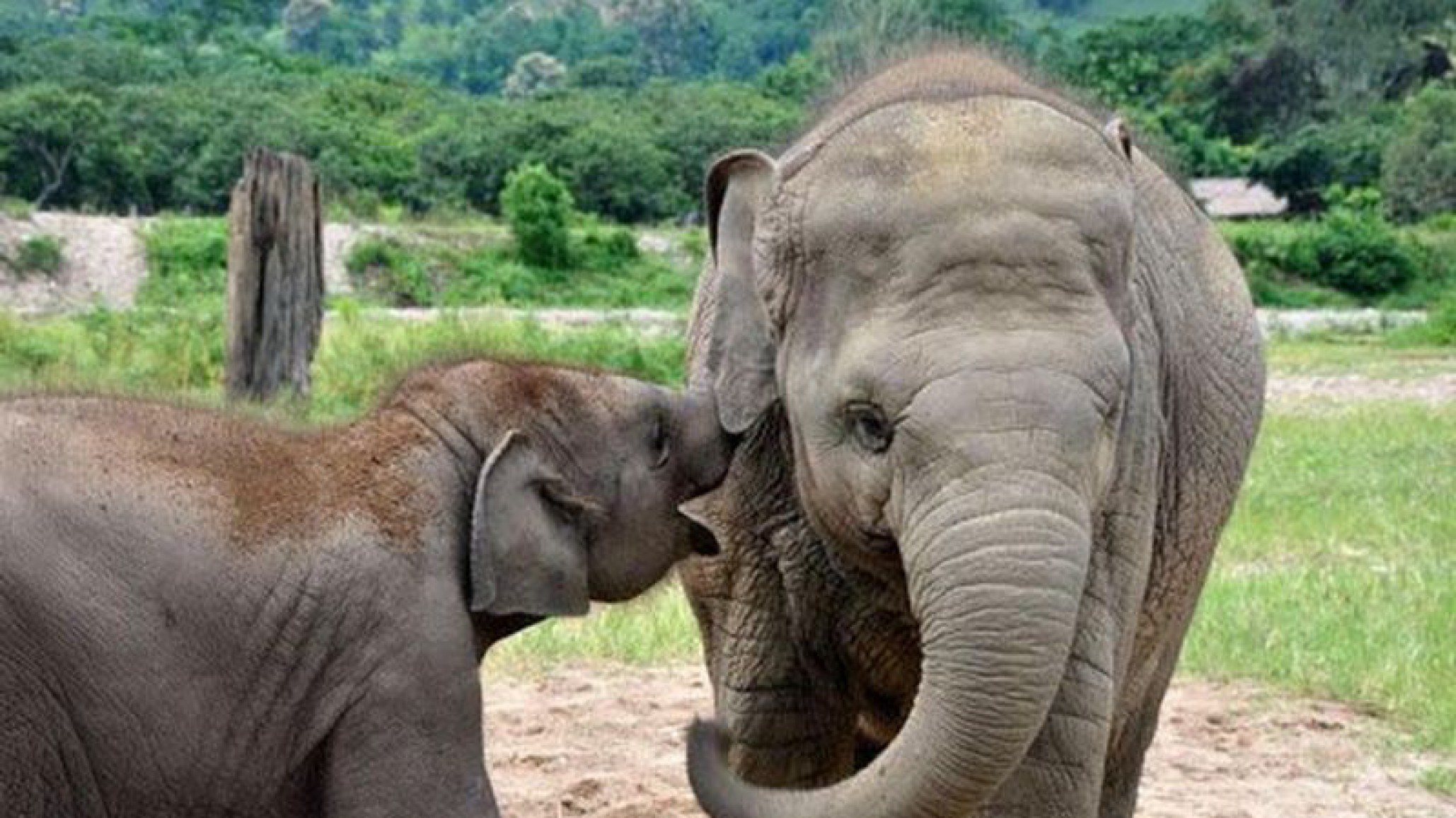 Liberan a 78 elefantes en Tailandia por escazes de turistas