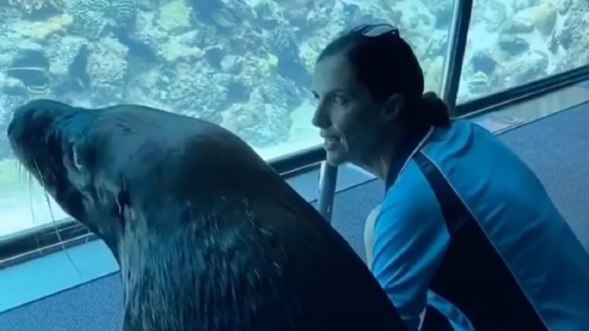 Video Viral: Un lobo marino recorre un acuario vacío debido a la cuarentena