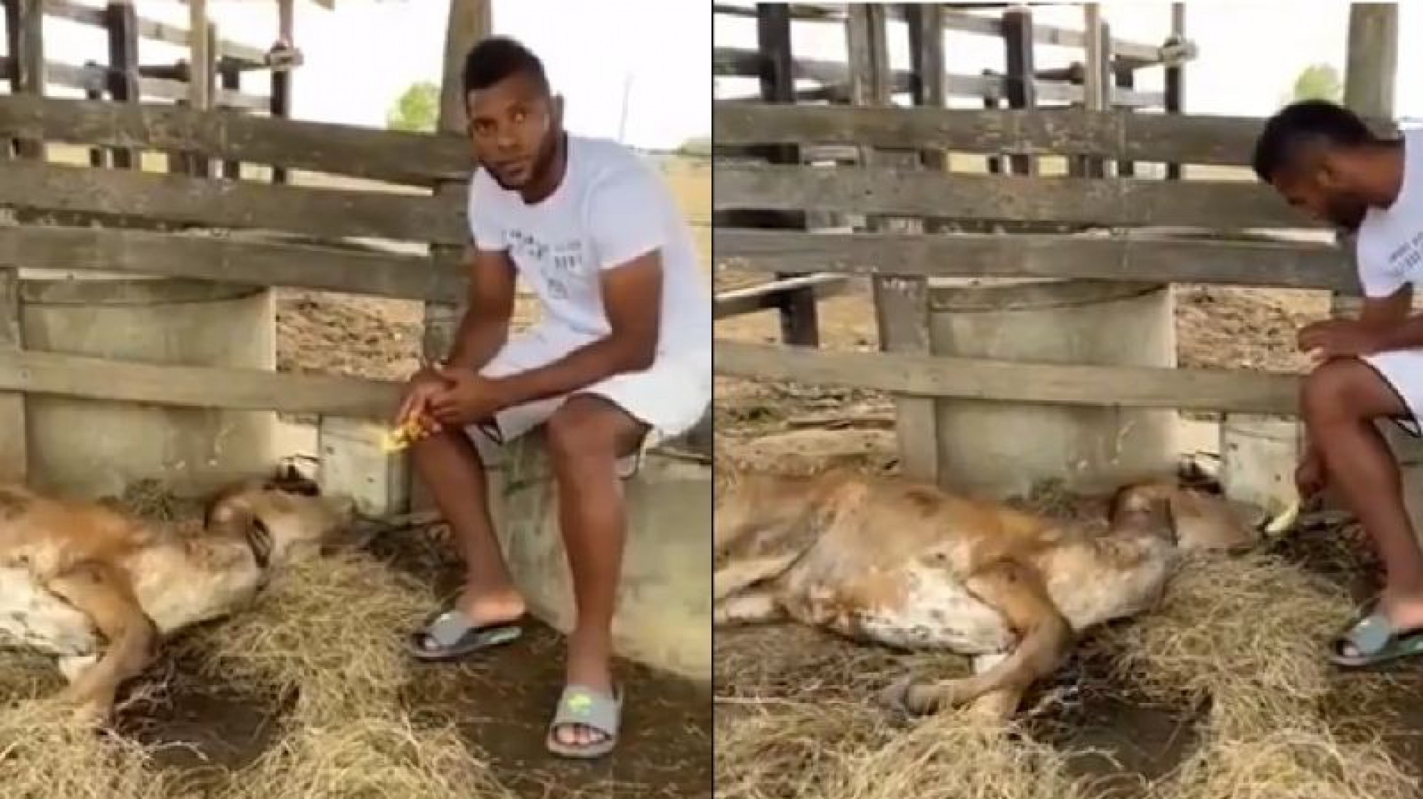 El futbolista Miguel Borja denunció que ¡un grupo de jóvenes violó a una de sus vacas y la dejaron moribunda!