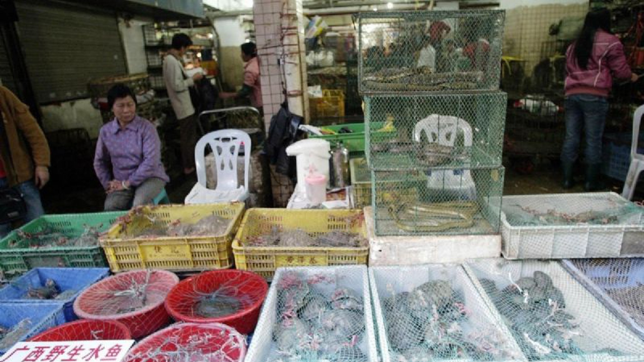 China: La Organización Mundial de la Salud recomienda prohibir la comercialización de carne de animales salvajes