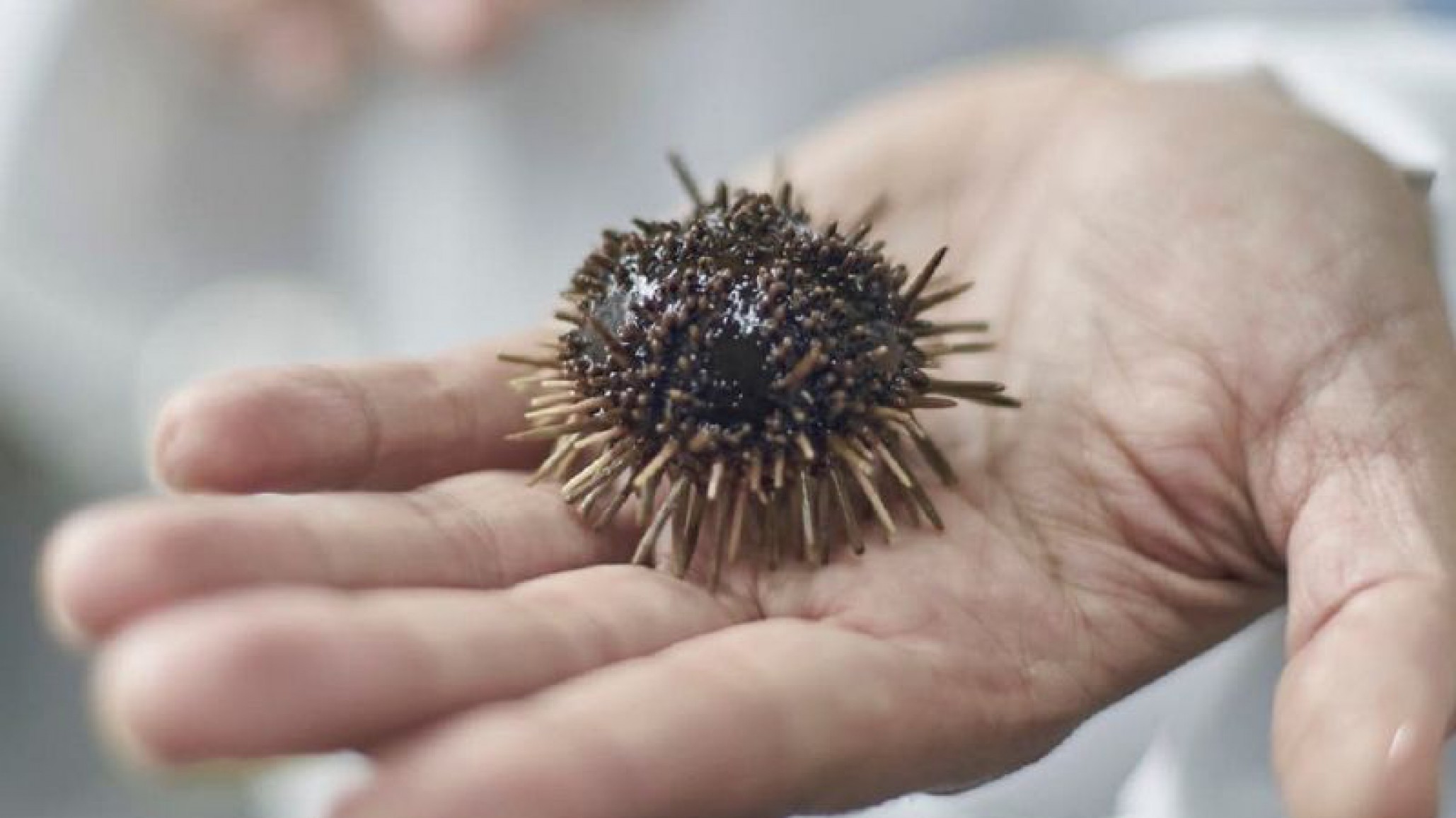 Científicos chubutenses descubrieron una propiedad antiviral en los erizos que podría combatir el Covid-19