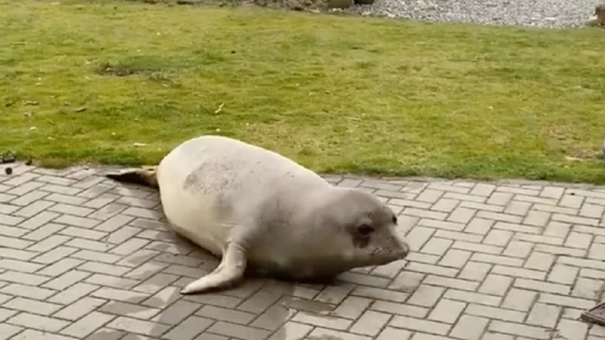 Cuarentena: Un hombre fue sorprendido por un curioso intruso