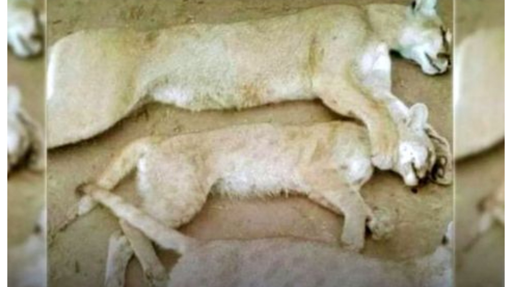 Violó la cuarentena para cazar: mató a un puma y sus crías