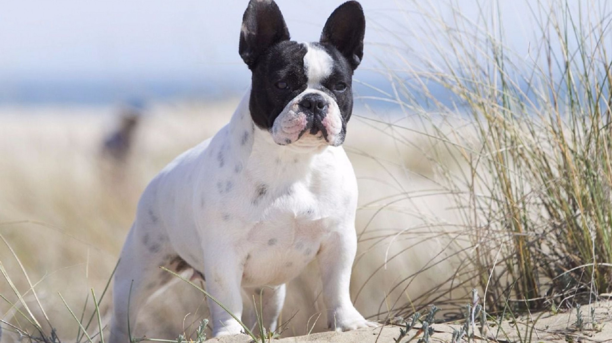 Un perro Bulldog francés atacó y mató a su dueña en EEUU