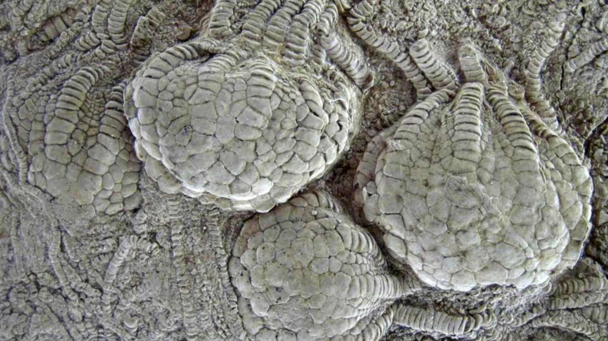 Increíble hallazgo de fósiles con estructuras huecas