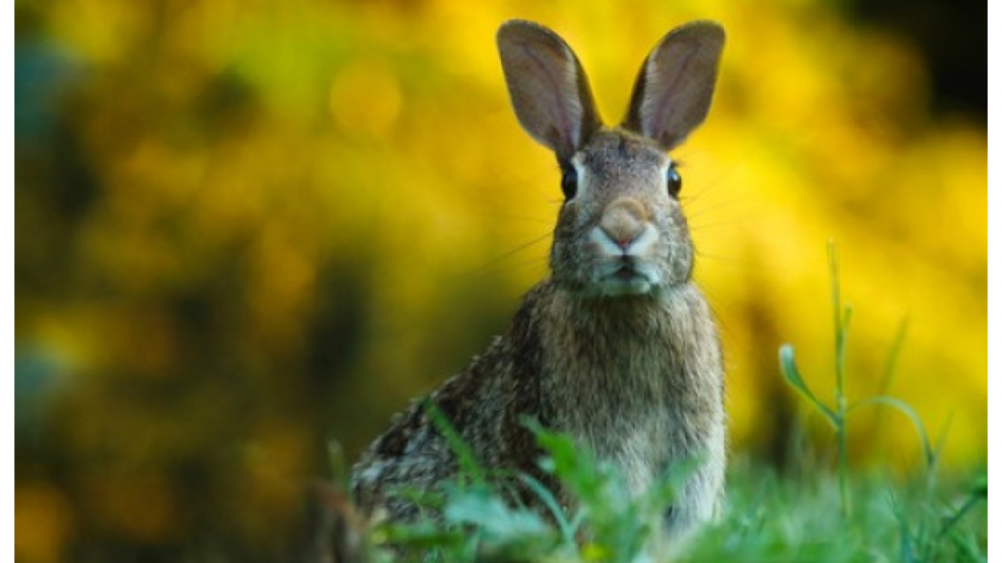 Polémica en Usuahia: Quieren exterminar conejos salvajes con gas fosfina