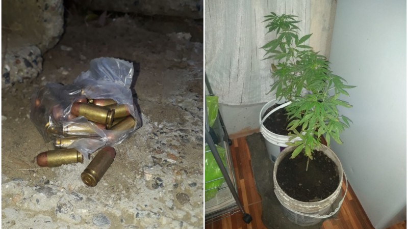 Allanaron por enfrentamientos armados entre bandas: terminaron encontrando plantas de marihuana