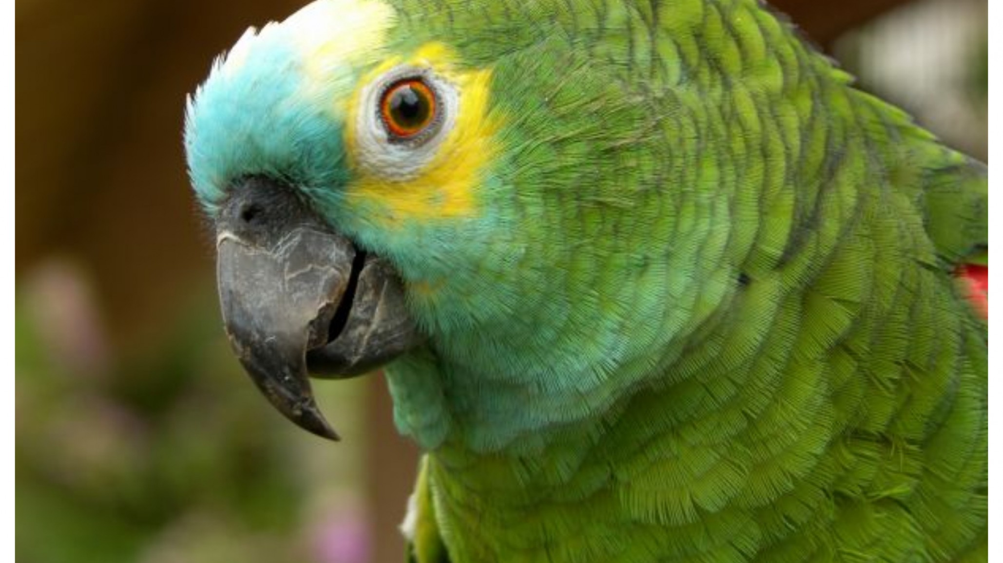 Un loro, el testigo clave de un brutal femicidio: “¡Ay, por favor soltame”