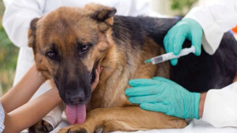 Comodoro: Este sábado comienza la campaña de vacunación antirrábica de perros y gatos