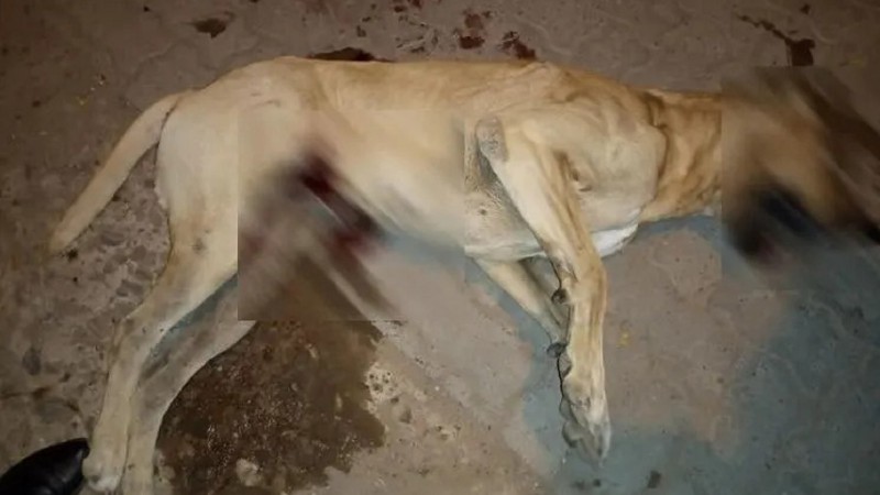 Detienen a un hombre por matar a un perro de un escopetazo