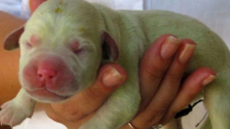 Nació un perrito ¡verde! en Misiones