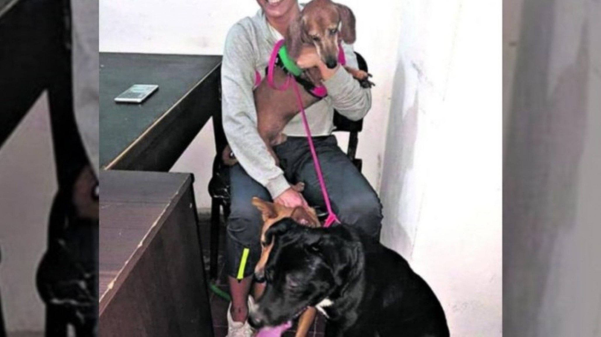 Zoofilia: Un joven deberá cumplir una perimetral por abusar de su perra