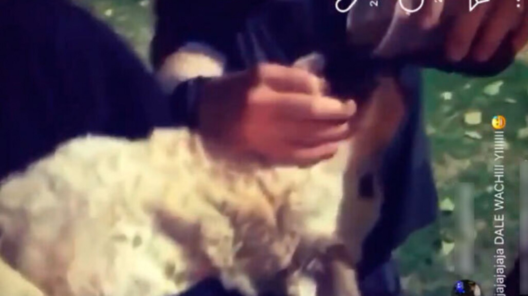 Tres jóvenes subieron video dando fernet a un perro, quedaron imputados por maltrato animal