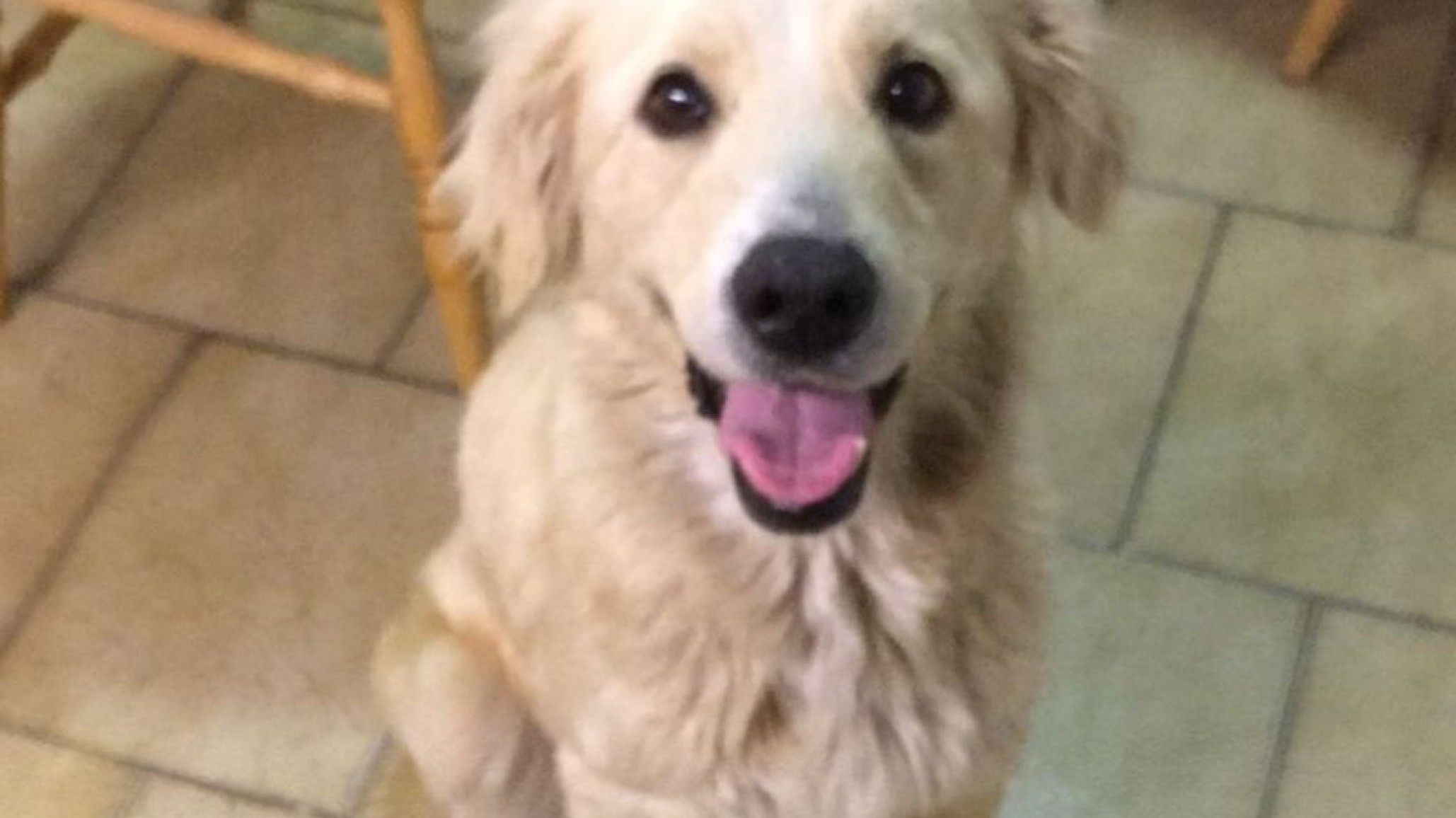 La perra a la que le dieron fernet fue rescatada y adoptada