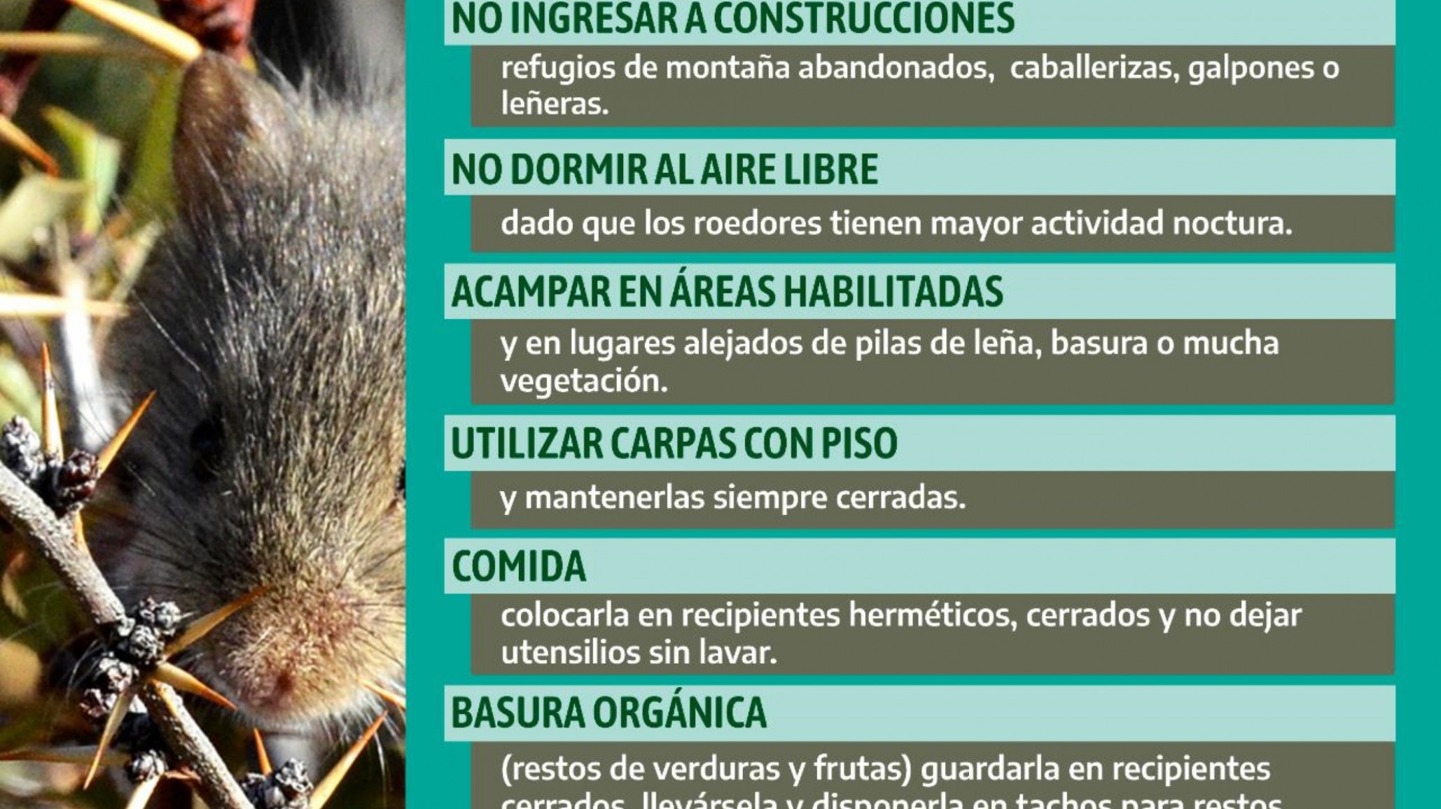 Ante un posible caso de Hantavirus en Esquel, el Ministerio de Salud comunicó las indicaciones de prevención