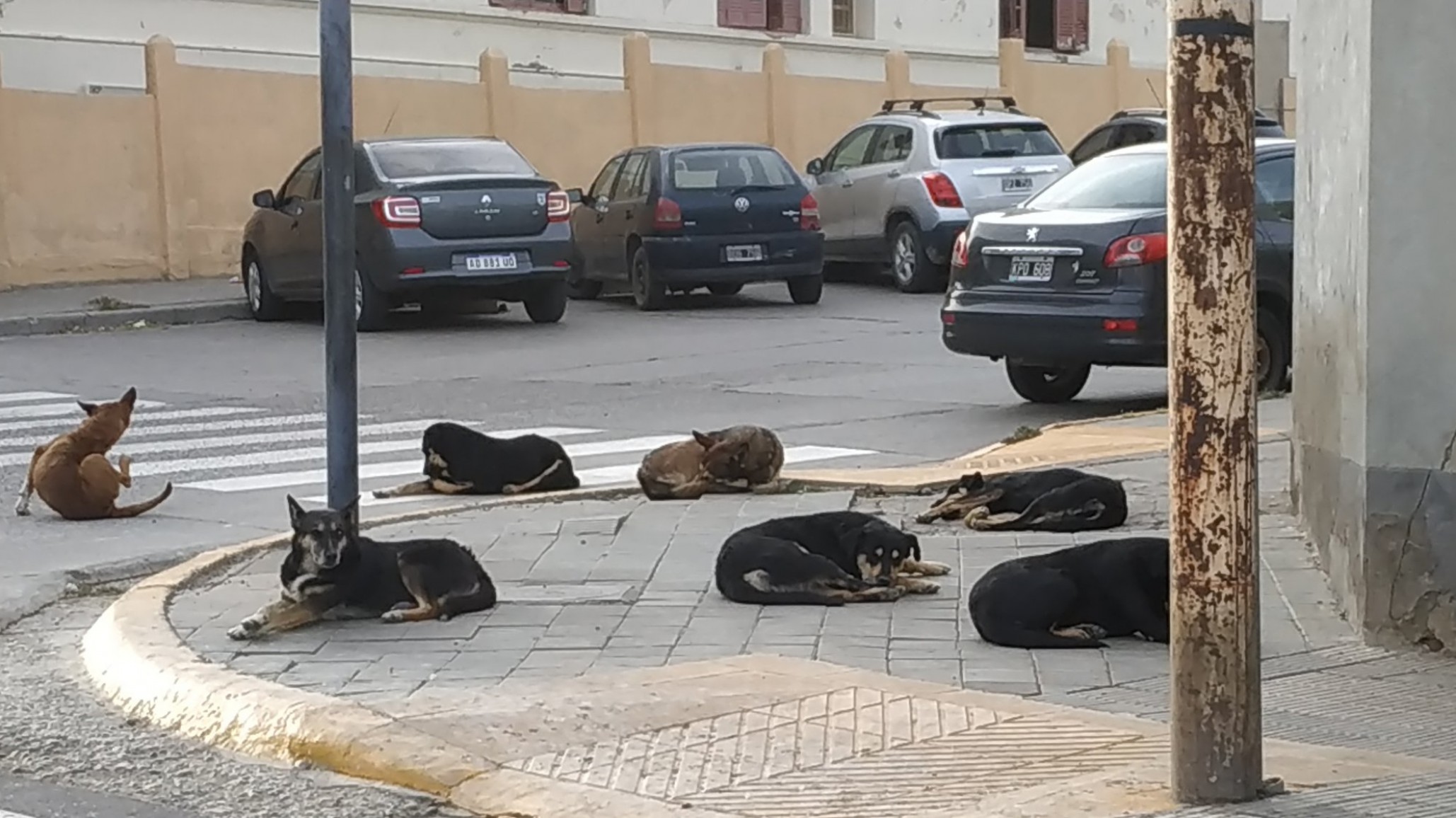 “Los vecinalistas no estamos pidiendo que se maten los perros sino que sean levantados de la calle”