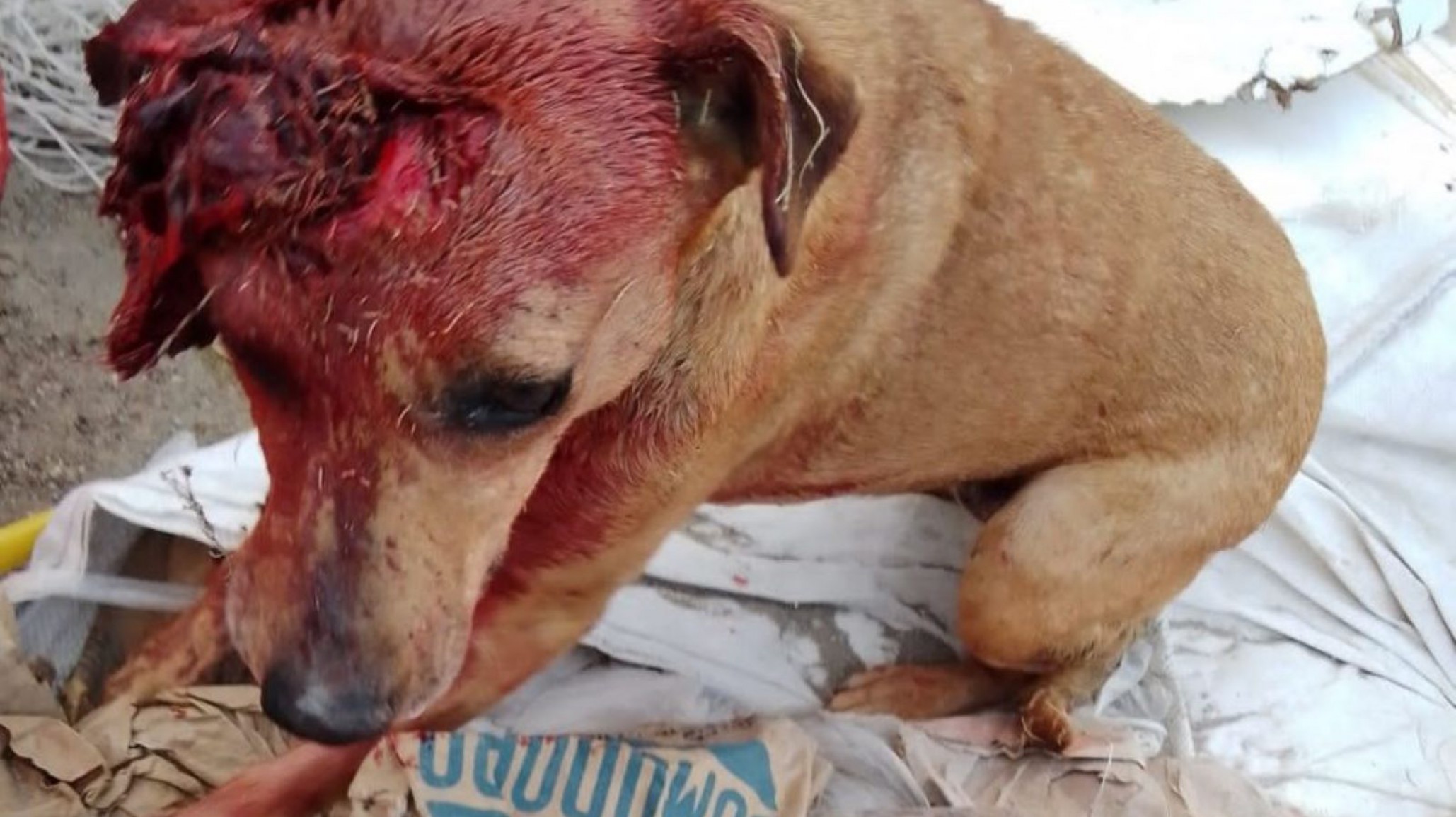 Tres perros atacaron nuevamente a la mascota del Club Laprida