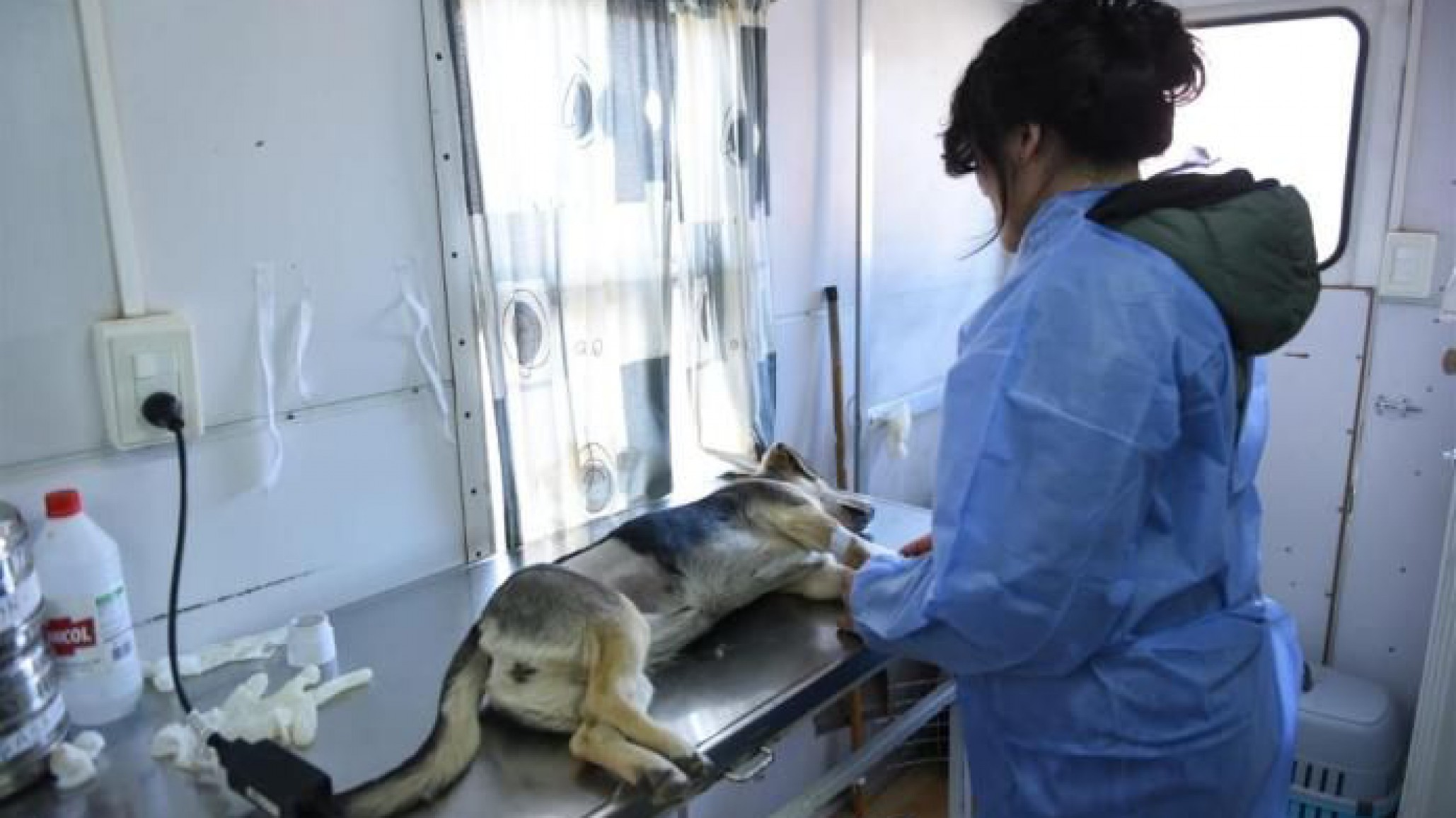 Municipio y alumnos de secundarios avanzan con plan de esterilización canina y felina