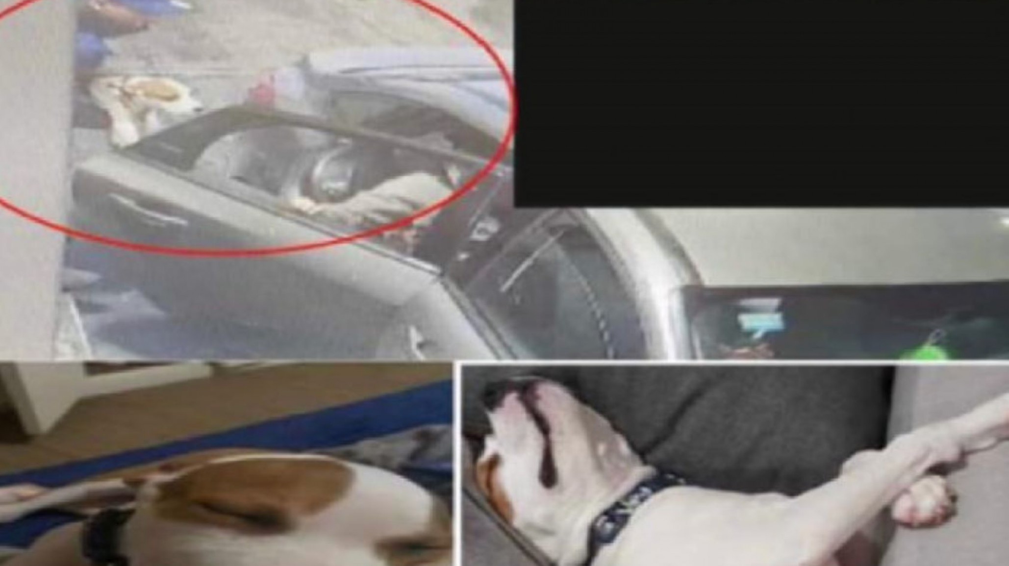 Médico entró a una estación de servicio y le robaron el perro