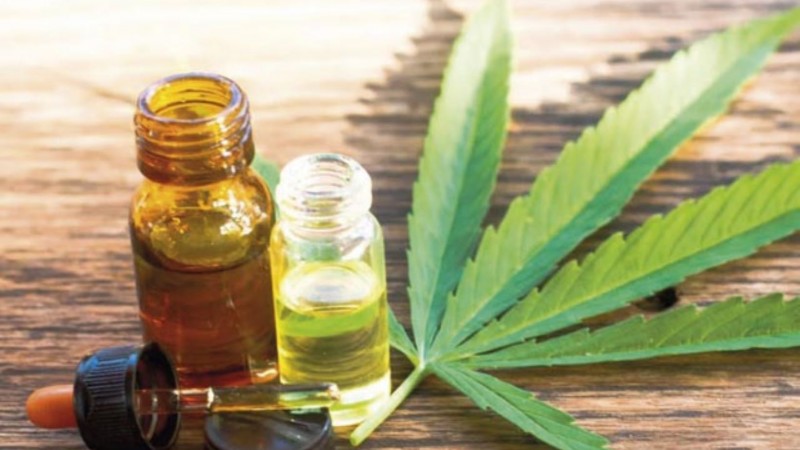 "El cannabis tiene más potencial que la soja": realizarán una jornada regional sobre cannabis medicinal en Comodoro