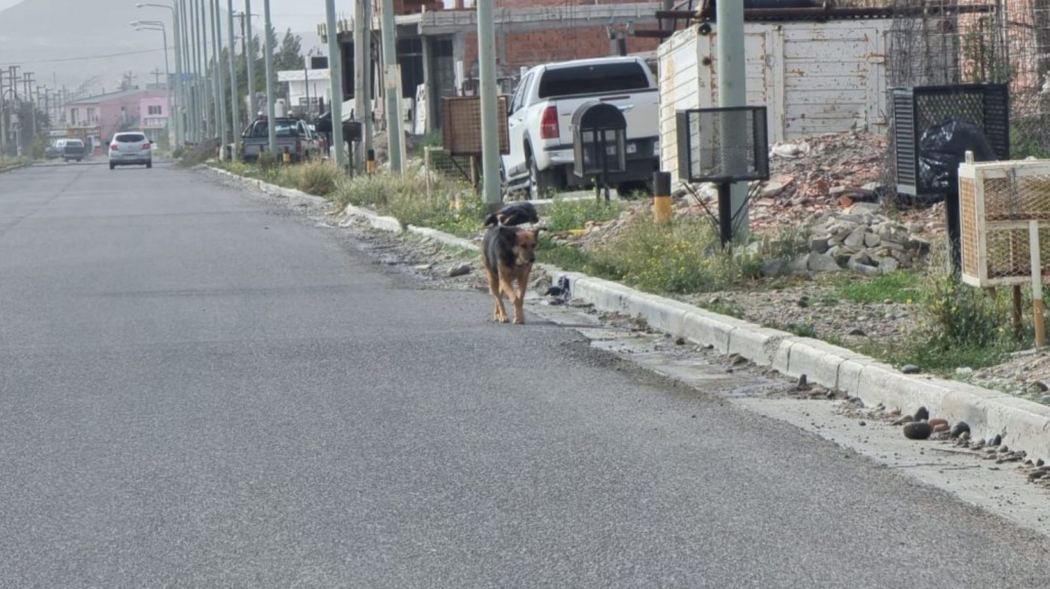 Dos perros atacaron a un hombre en Fracción XIV y le provocaron graves heridas