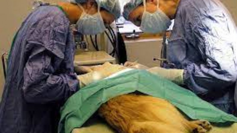 Este jueves se habilitan los turnos para castraciones gratuitas en Comodoro