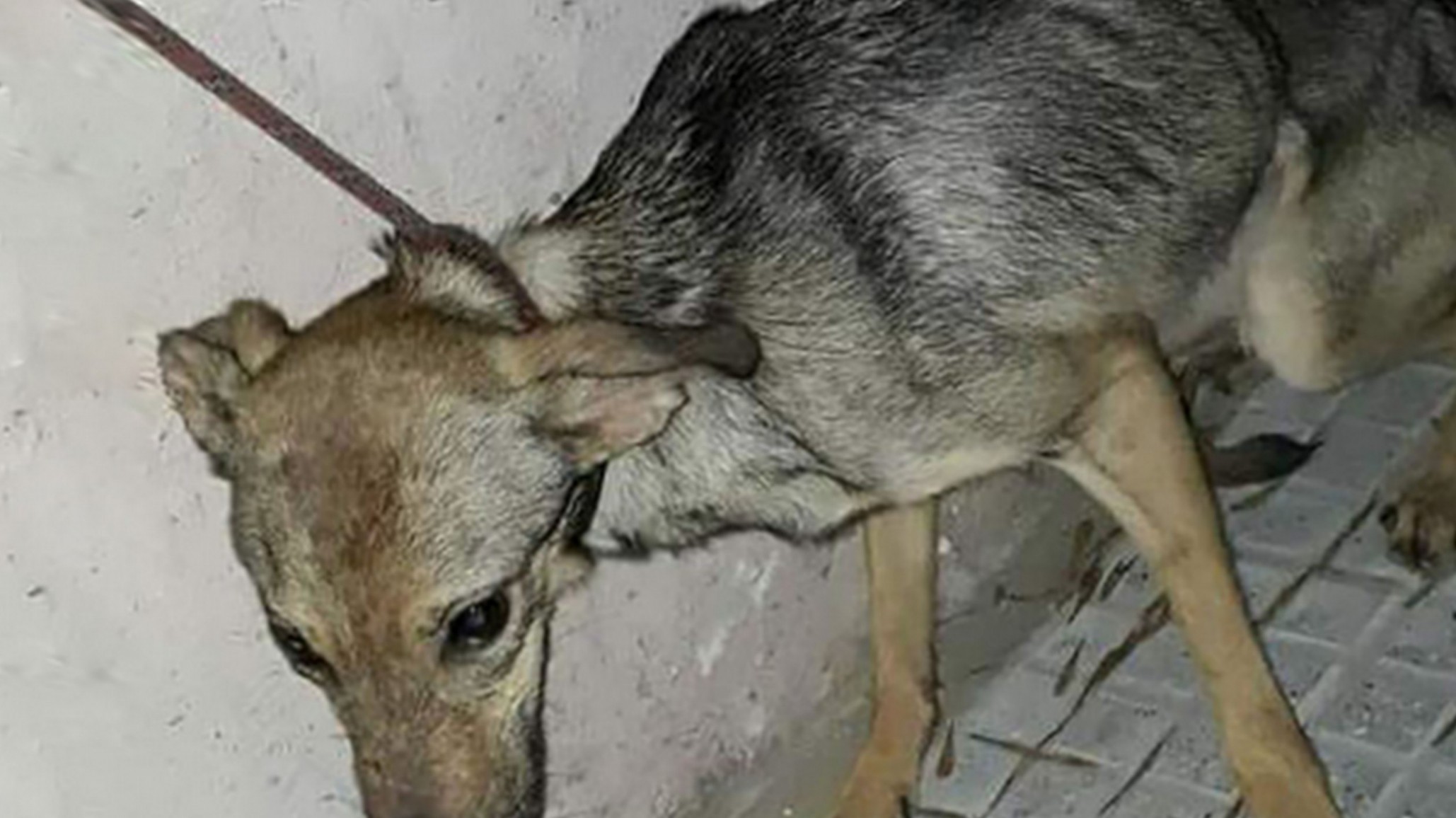 Buscan “educar a la población” con charla sobre proteccionismo y maltrato animal