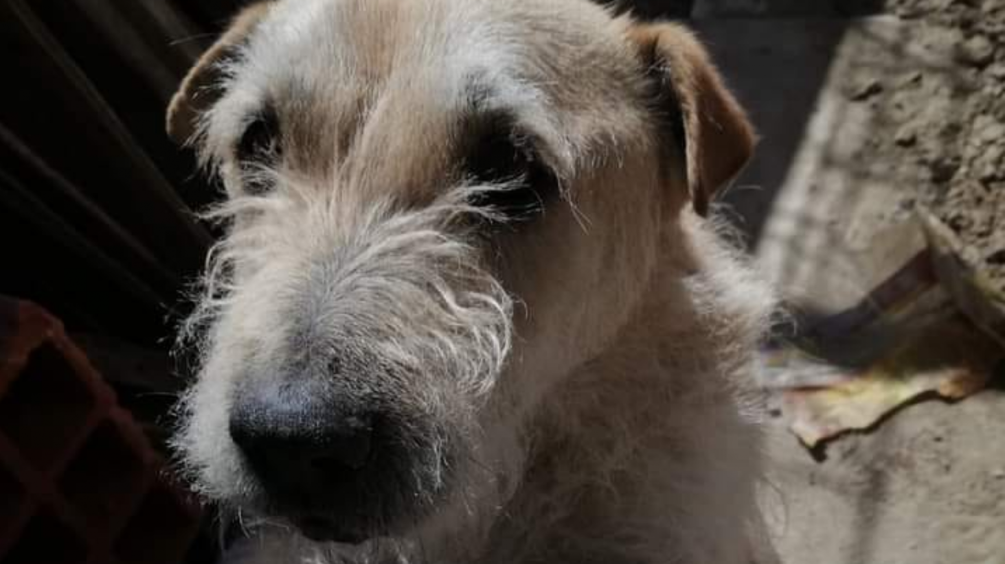 A Carpincho le buscan familia, su dueña falleció y lo atacaron otros perros