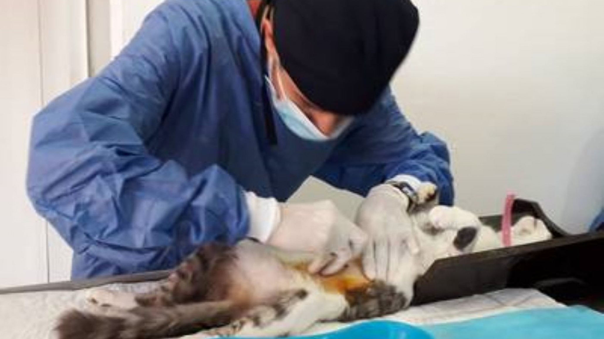 Se conoció la ubicación del tráiler para esterilizar mascotas