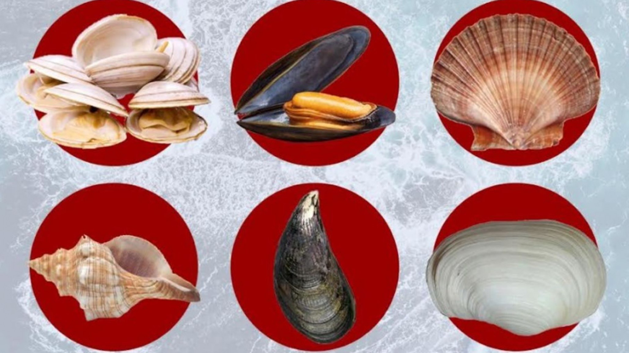 Solicitan no recolectar ni consumir moluscos bivalvos y monovalvos de la playa de Rada Tilly