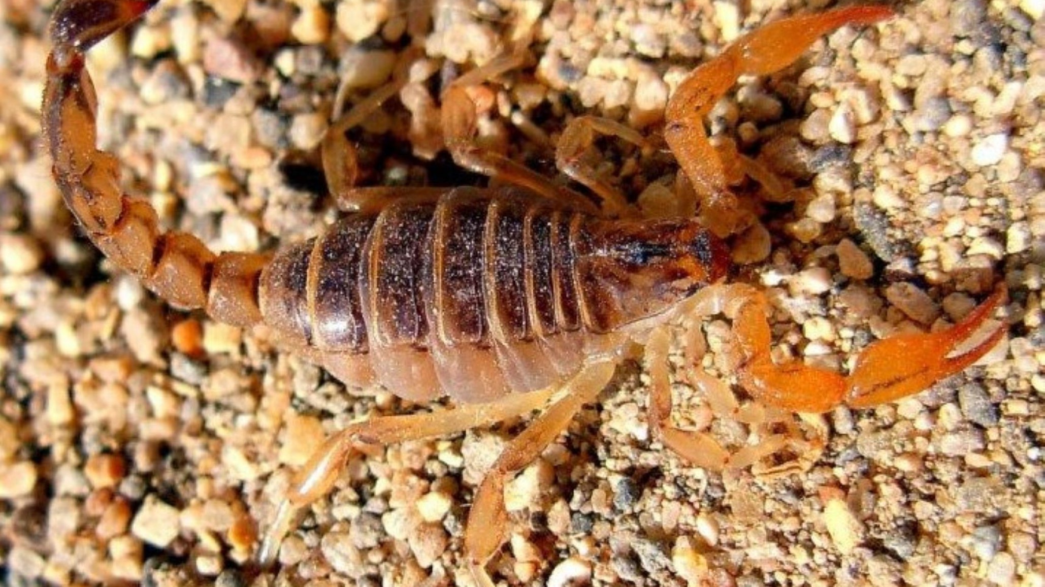 Piden extremar cuidados para evitar picaduras o mordeduras de animales ponzoñosos