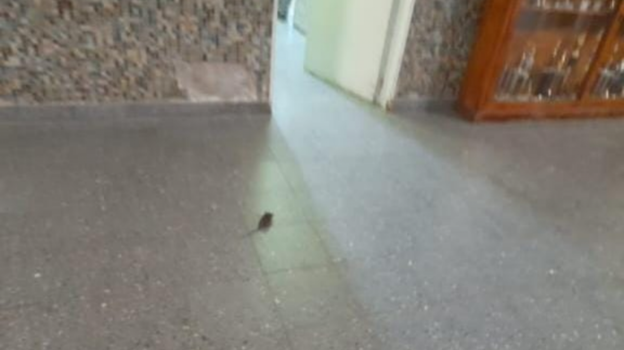 Escuela N° 1: advierten por presencia de roedores “es un tema de siempre”