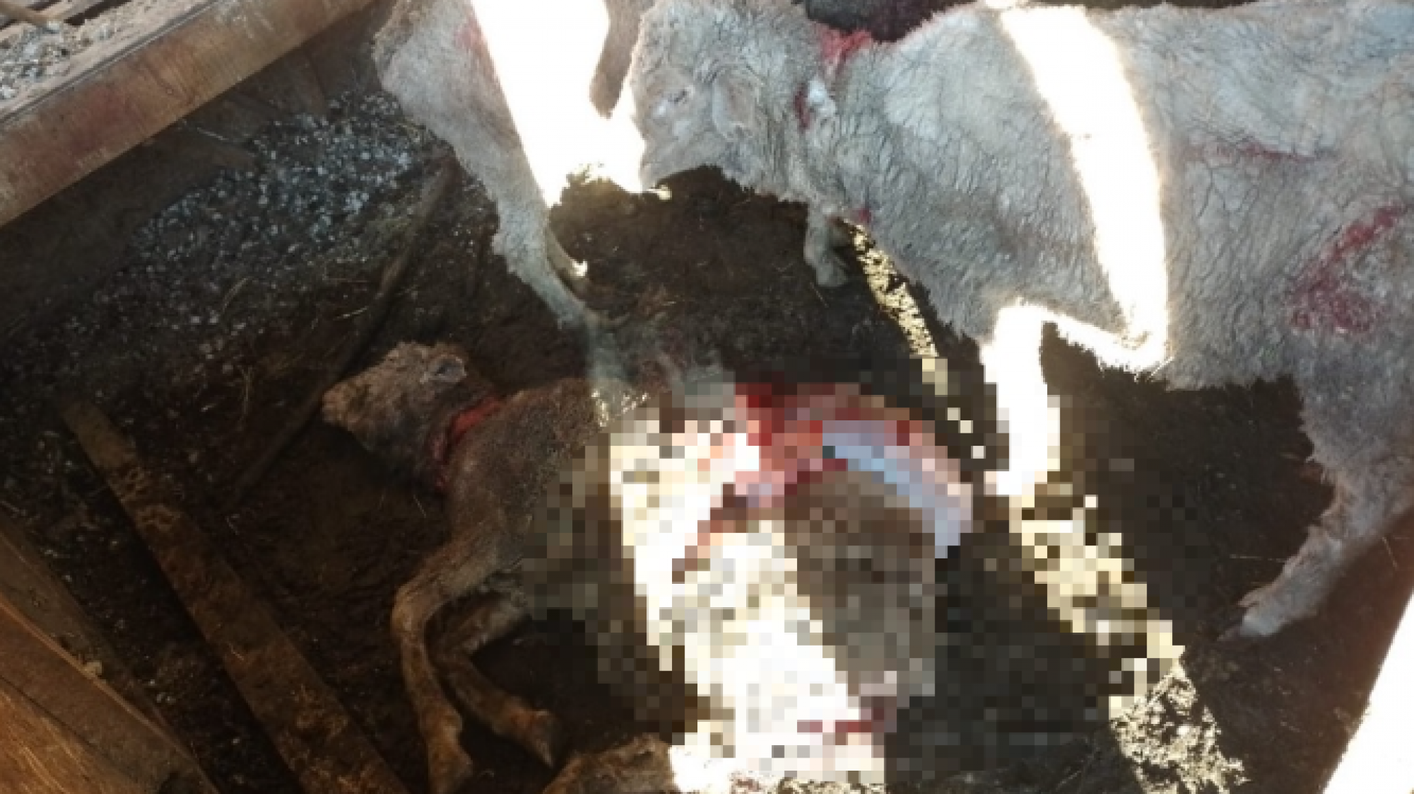 Perro mató a cuatro ovejas, atacó y dejó gravemente heridas a 22