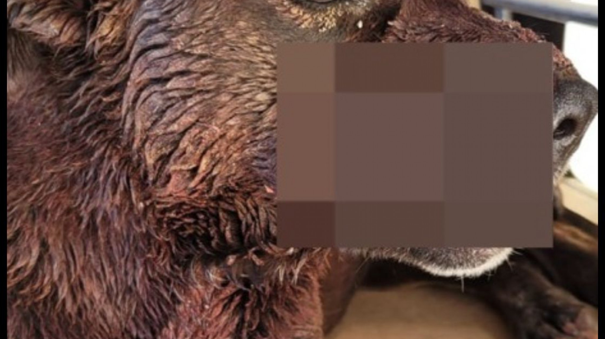 Vecina mostró las graves heridas de su perra que se desesperó por la pirotecnia