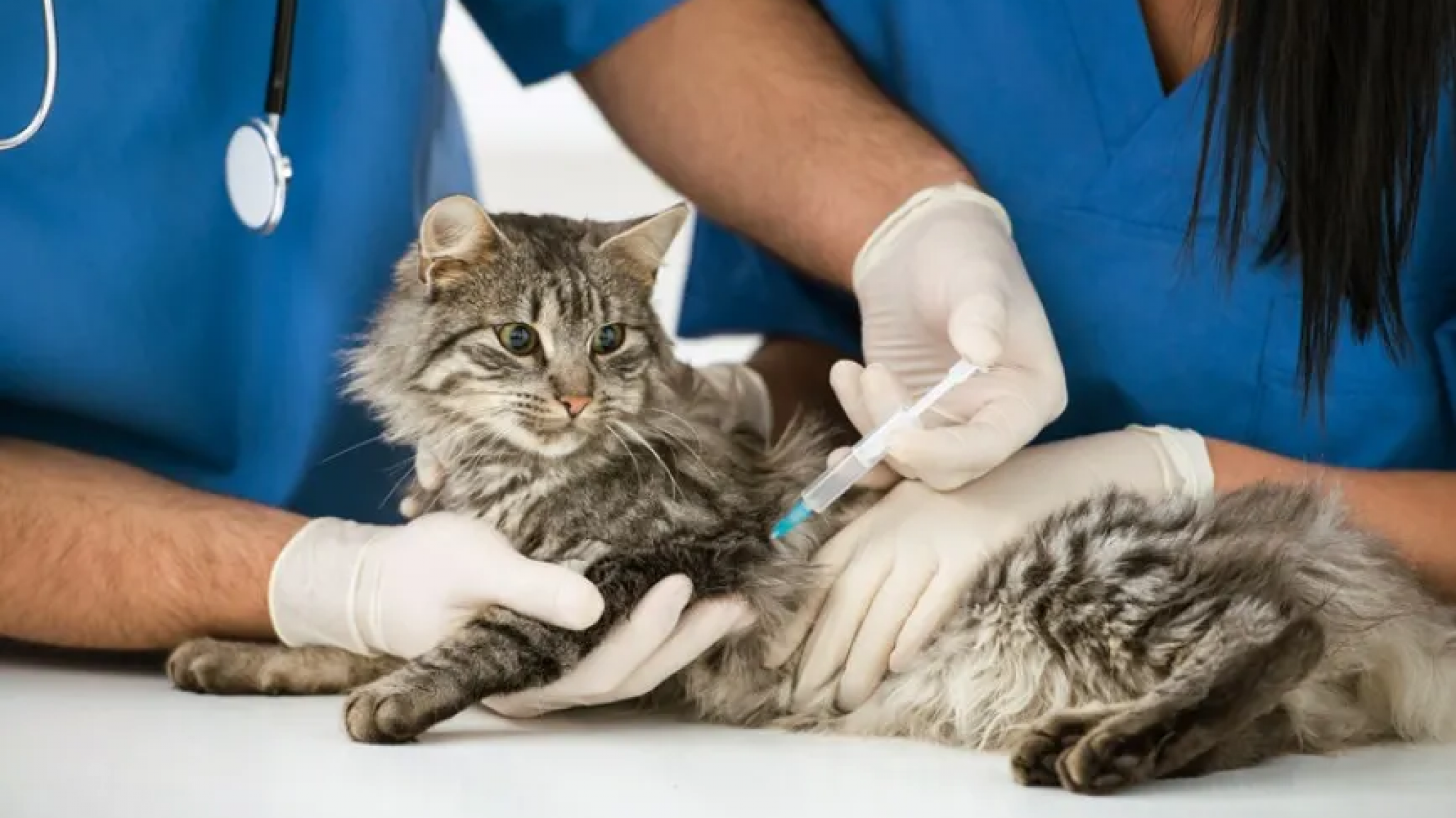 Comodoro: Mañana habrá una jornada de vacunación y desparasitación de mascotas