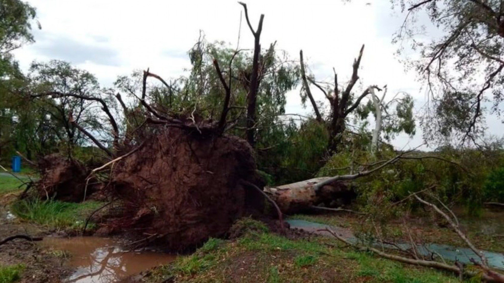Un hombre murió tras ser golpeado por un tronco mientras podaba un árbol