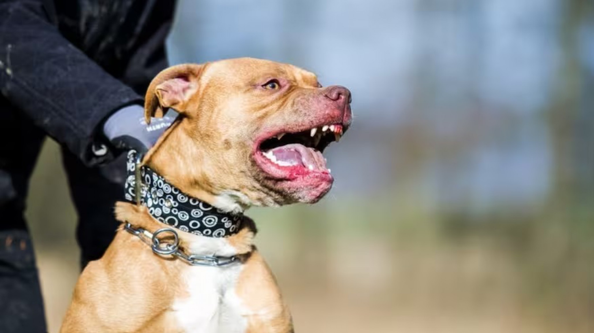 Llegaba a su casa y fue atacado por dos pitbull que se habían escapado: lo mordieron más de 50 veces